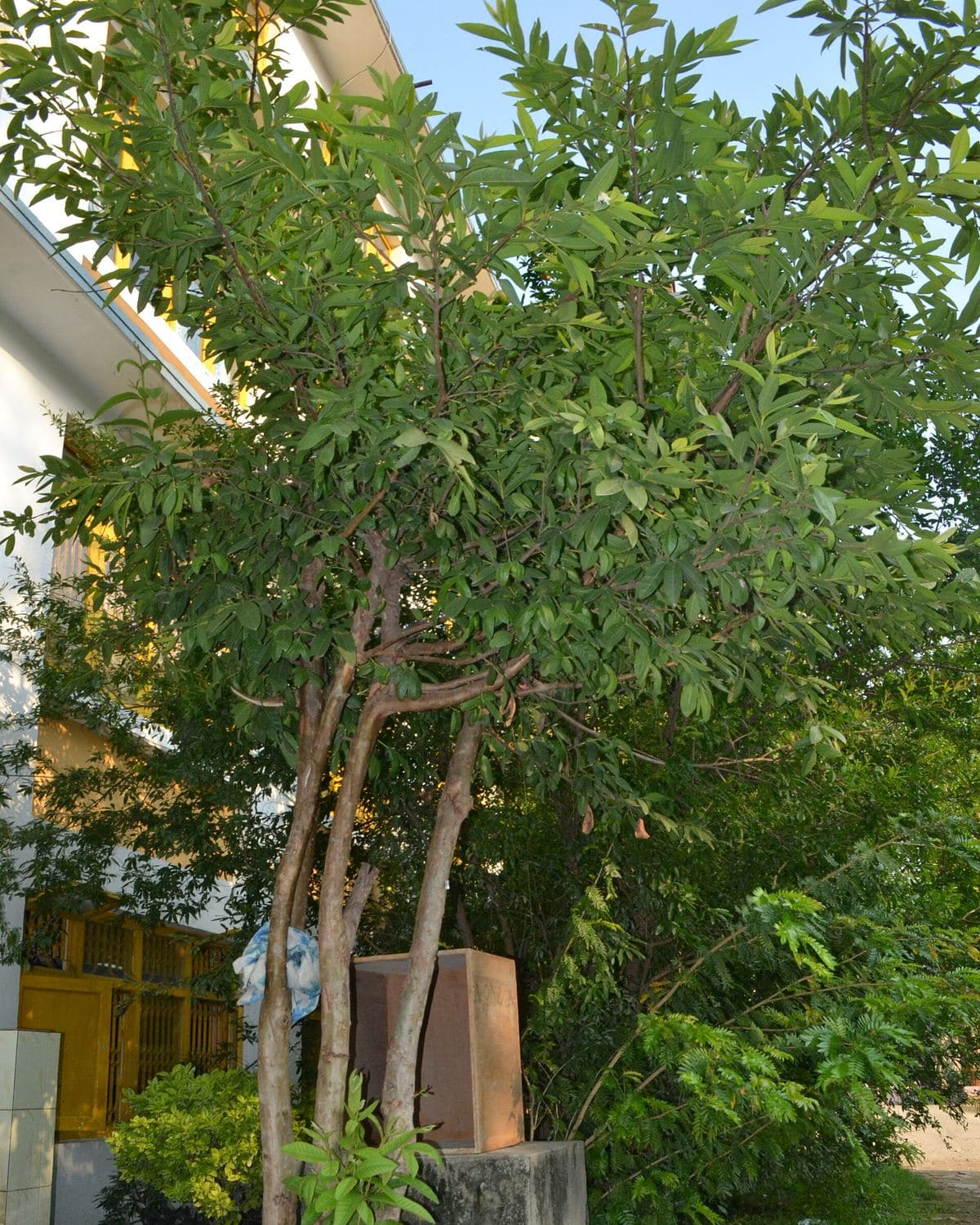 Young guava plant with oval green leaves in a nursery bag