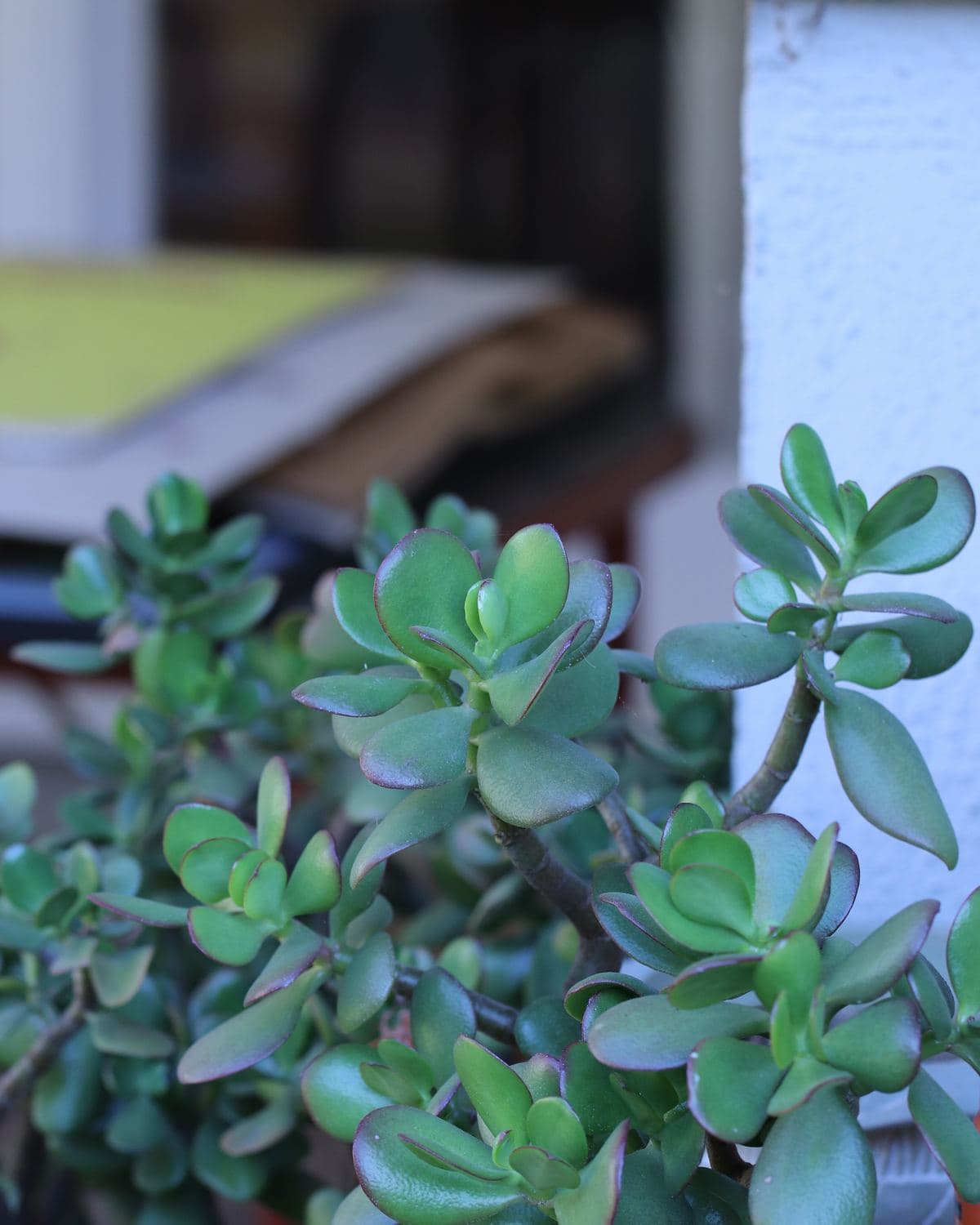 Jade plant with thick rounded succulent leaves in a small pot