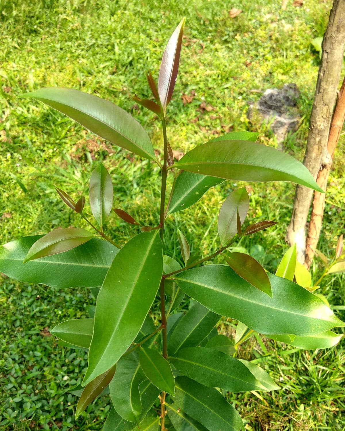 Young jamun tree with glossy elongated leaves in a nursery bag