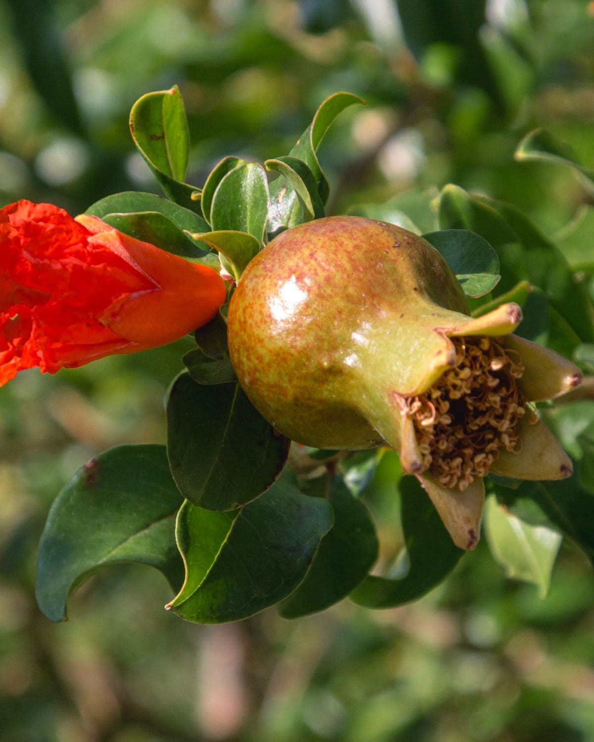 Young pomegranate plant with slender leaves and orange-red flowers