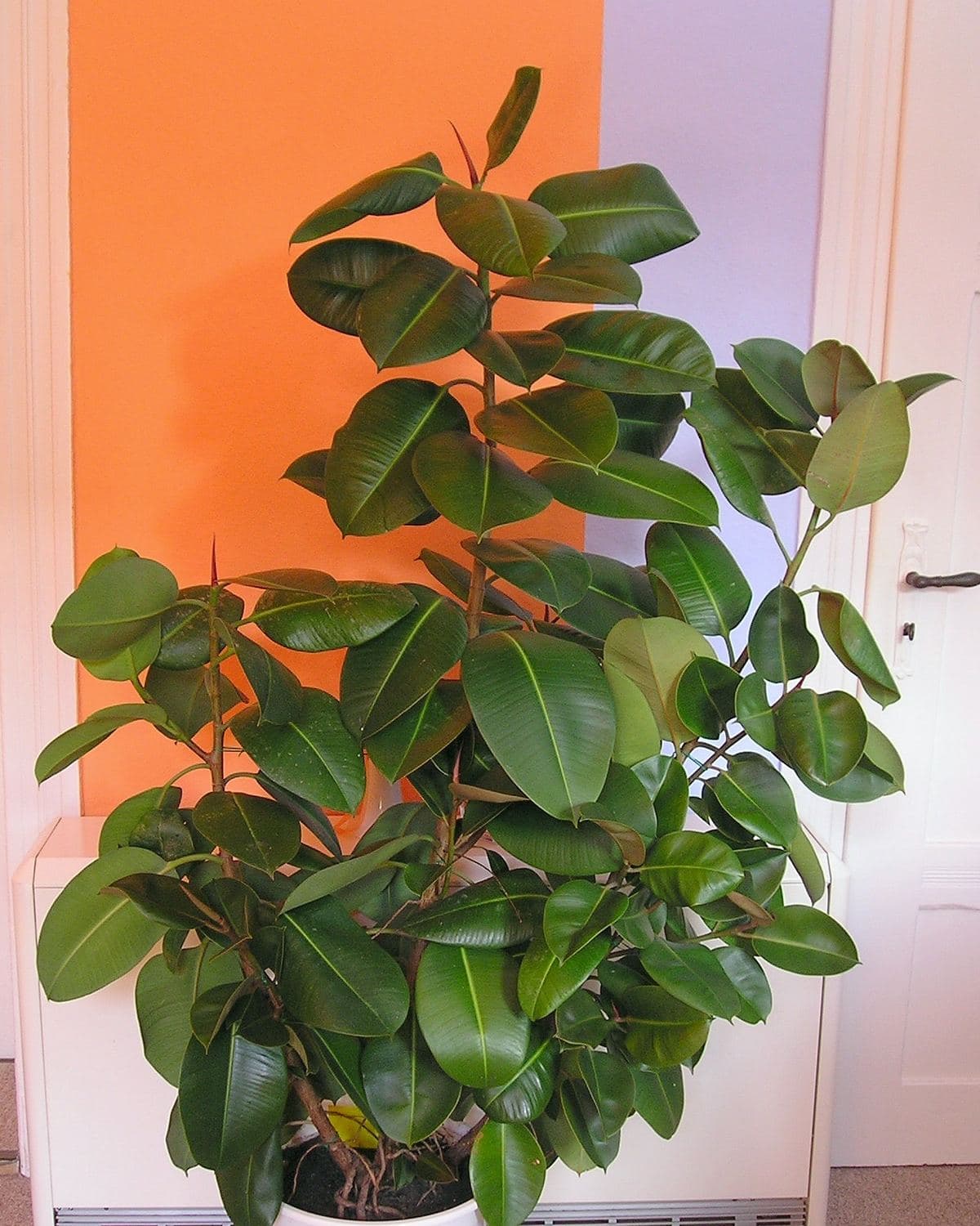 Rubber plant with large glossy deep-green leaves in a pot