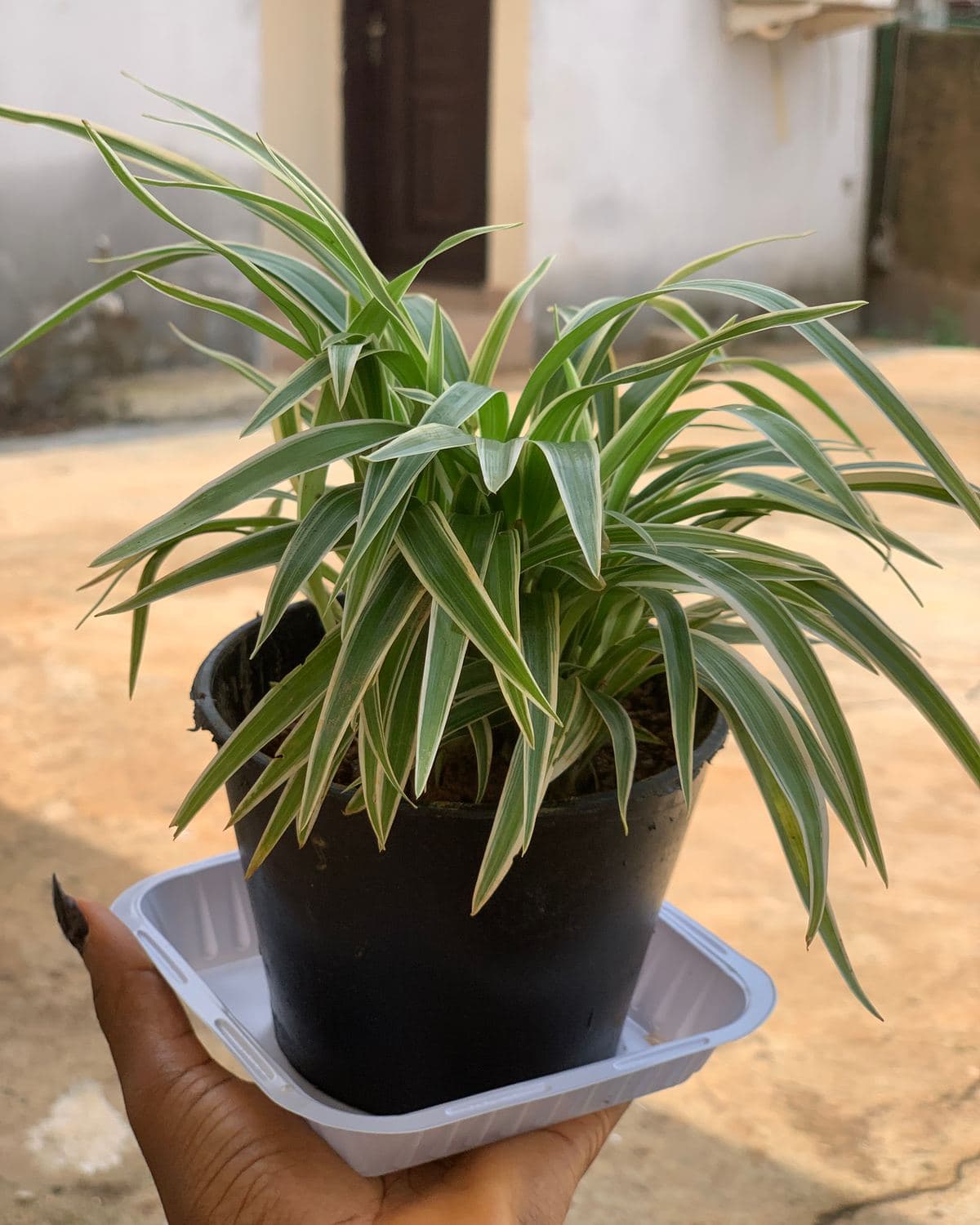 Spider plant with arching green and white striped leaves in a hanging pot