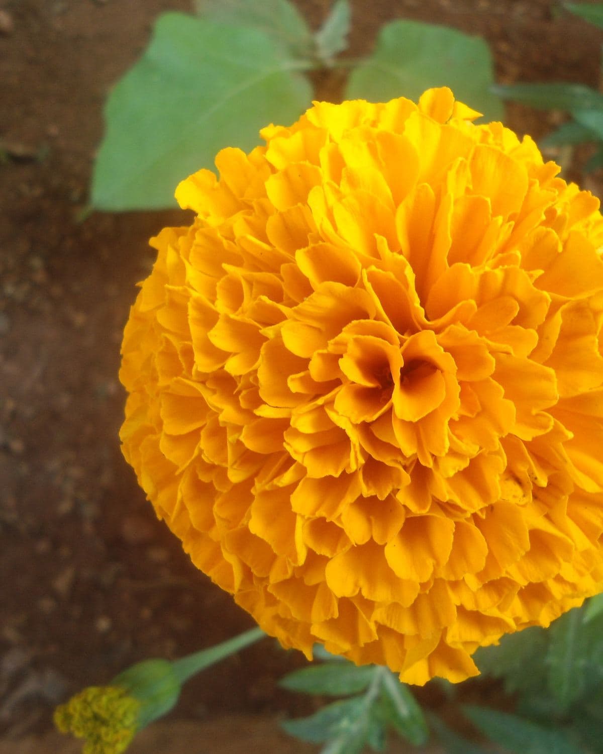 Marigold plants with dense orange flowers in nursery bags